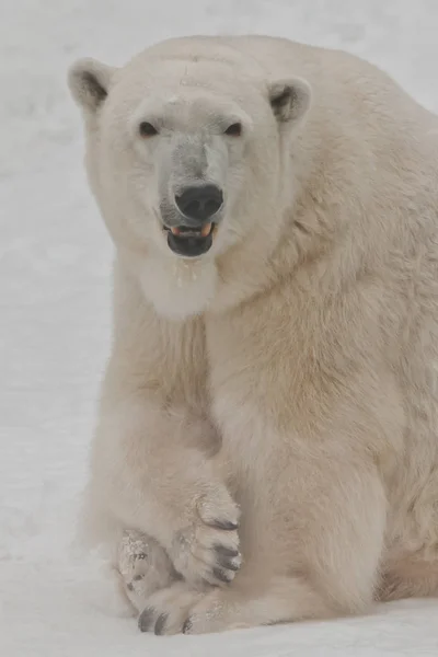 Ein Eisbär im Schnee ist ein starkes Tier aus dem Norden. — Stockfoto