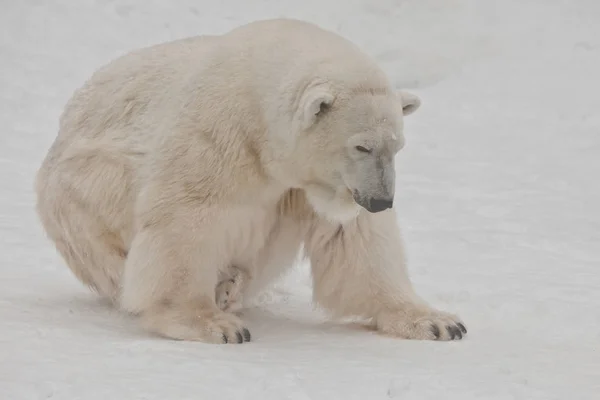 Um urso polar em uma neve é um poderoso animal do norte . — Fotografia de Stock