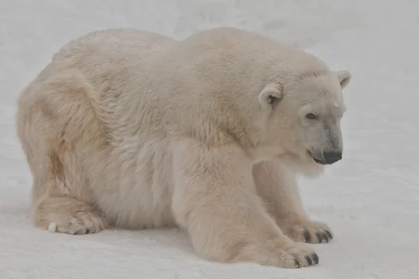 Ein Eisbär im Schnee ist ein starkes Tier aus dem Norden. — Stockfoto