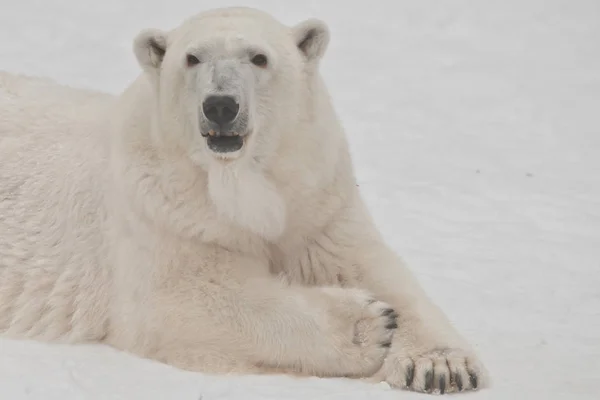 Um urso polar em uma neve é um poderoso animal do norte . — Fotografia de Stock