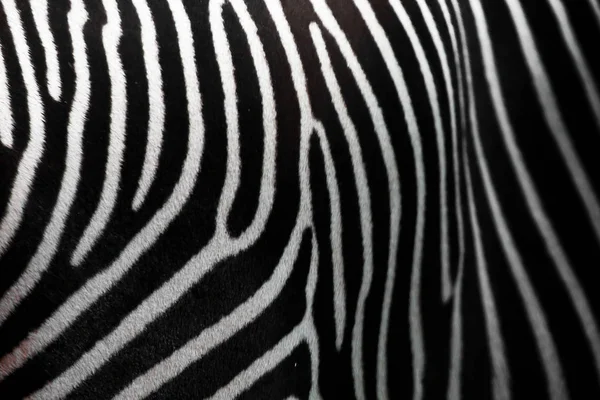 Zebra texture closeup. — Stock Photo, Image