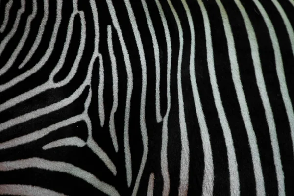 Zebra texture closeup.