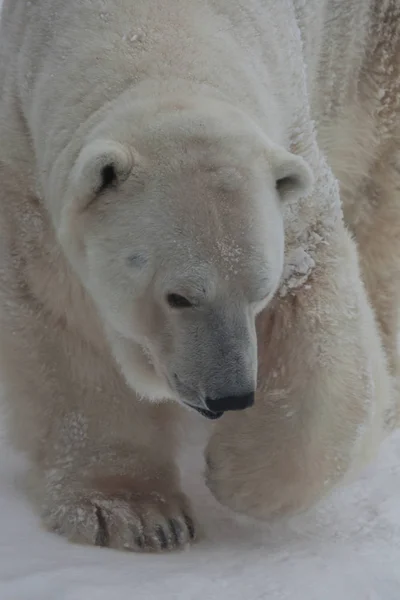 Un orso polare su una neve è un potente animale del nord . — Foto Stock