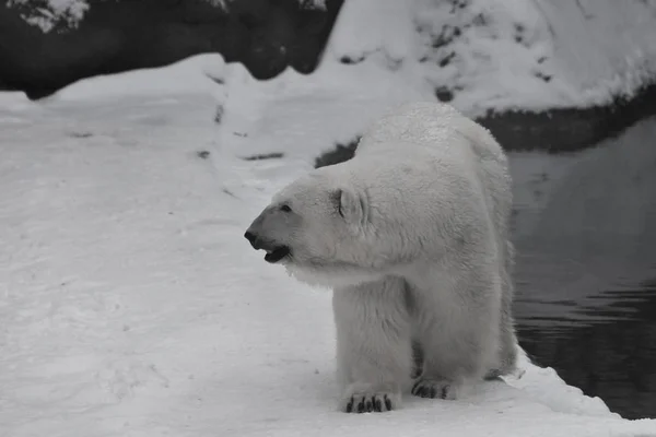 A jegesmedve, a hó egy erős északi állat. — Stock Fotó