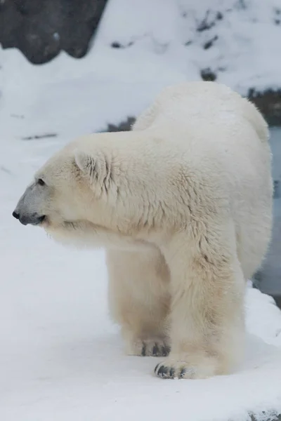 Un orso polare su una neve è un potente animale del nord . — Foto Stock
