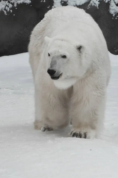 Un orso polare su una neve è un potente animale del nord . — Foto Stock