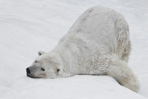 Un orso polare su una neve è un potente animale del nord . — Foto Stock