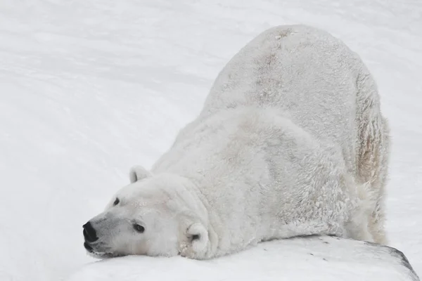 Um urso polar em uma neve é um poderoso animal do norte . — Fotografia de Stock