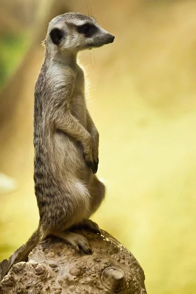 Meerkat vigilante sobre un fondo amarillo-naranja . — Foto de Stock