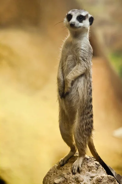 Éber meerkat egy sárga-narancssárga háttér. — Stock Fotó