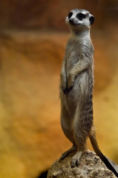 Meerkat regardant sur un fond jaune-orange . — Photo