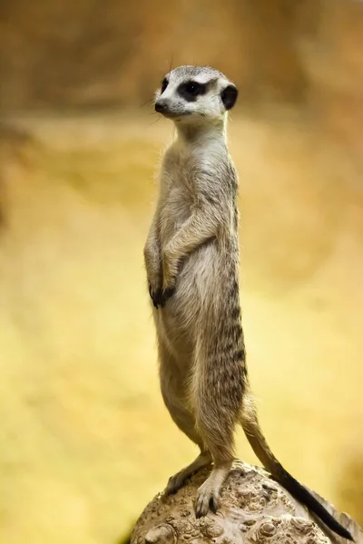 Meerkat regardant sur un fond jaune-orange . — Photo