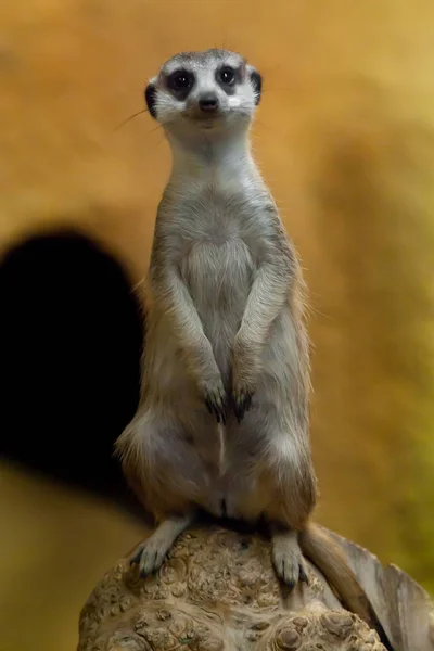 Meerkat vigilante sobre un fondo amarillo-naranja . —  Fotos de Stock