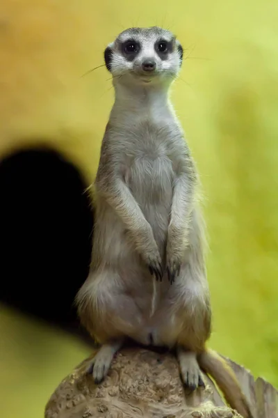 Meerkat regardant sur un fond jaune-orange . — Photo