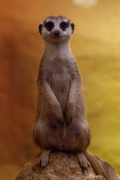 Meerkat vigilante sobre un fondo amarillo-naranja . —  Fotos de Stock
