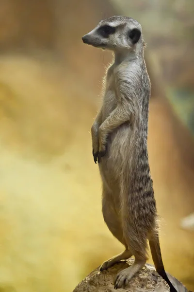 Meerkat regardant sur un fond jaune-orange . — Photo