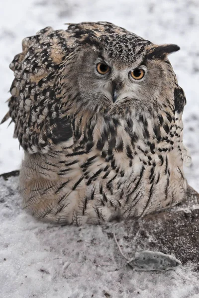 Uma coruja-águia-grande (Eurasian águia-coruja) senta-se em um backgr nevado — Fotografia de Stock