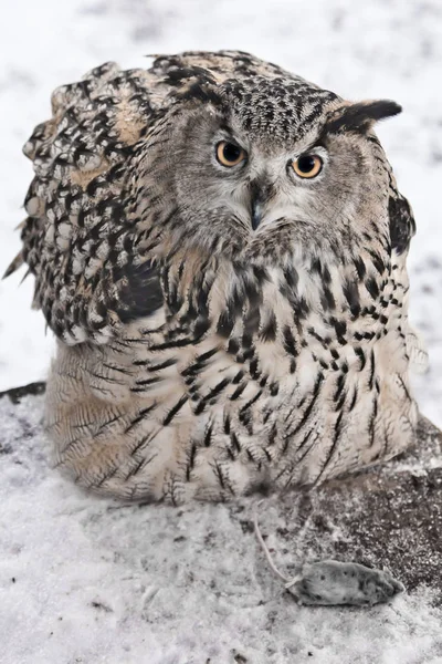 Uma coruja-águia-grande (Eurasian águia-coruja) senta-se em um backgr nevado — Fotografia de Stock