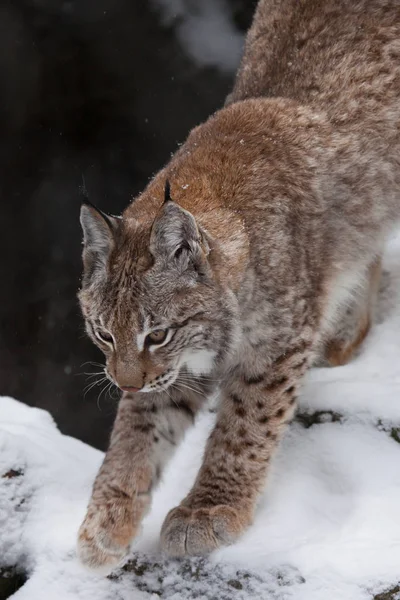 細長い森林猫 lynx は、正常にジャンプする準備をして広がっています。 — ストック写真