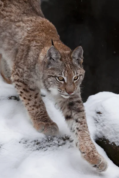 細長い森林猫 lynx は、正常にジャンプする準備をして広がっています。 — ストック写真
