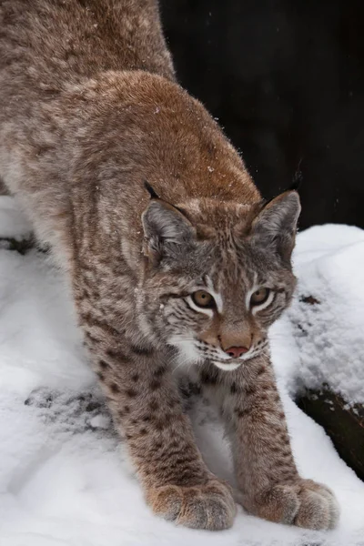 細長い森林猫 lynx は、正常にジャンプする準備をして広がっています。 — ストック写真