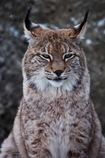 Schnauze einer Wildkatze Luchs in Großaufnahme, Ohren mit T — Stockfoto