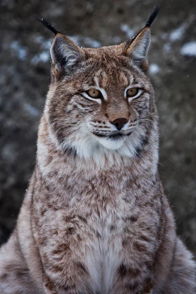 Ρύγχος του ένα άγριο δάσος γάτα lynx κοντά-up-πορτρέτο, αυτιά με τ — Φωτογραφία Αρχείου