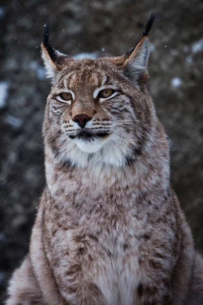 Muzzle of a wild forest cat lynx close-up- portrait, ears with t