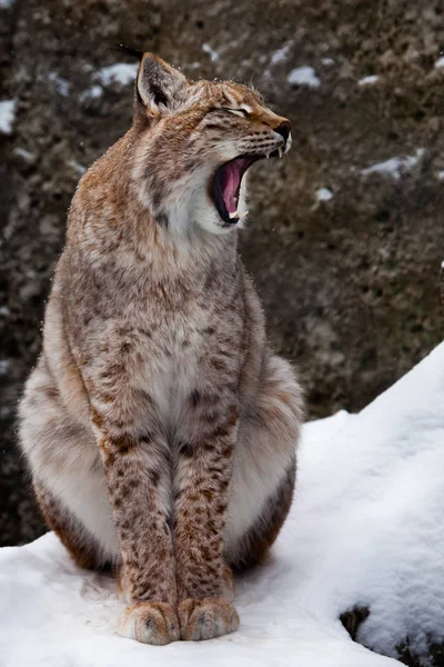 Lynx ανοίγει το στόμα βρυχηθμού. Επικίνδυνο και τρομερό — Φωτογραφία Αρχείου