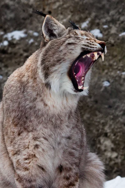 Lynx se otevře, jeho ústa vrčí. Nebezpečné a impozantní — Stock fotografie