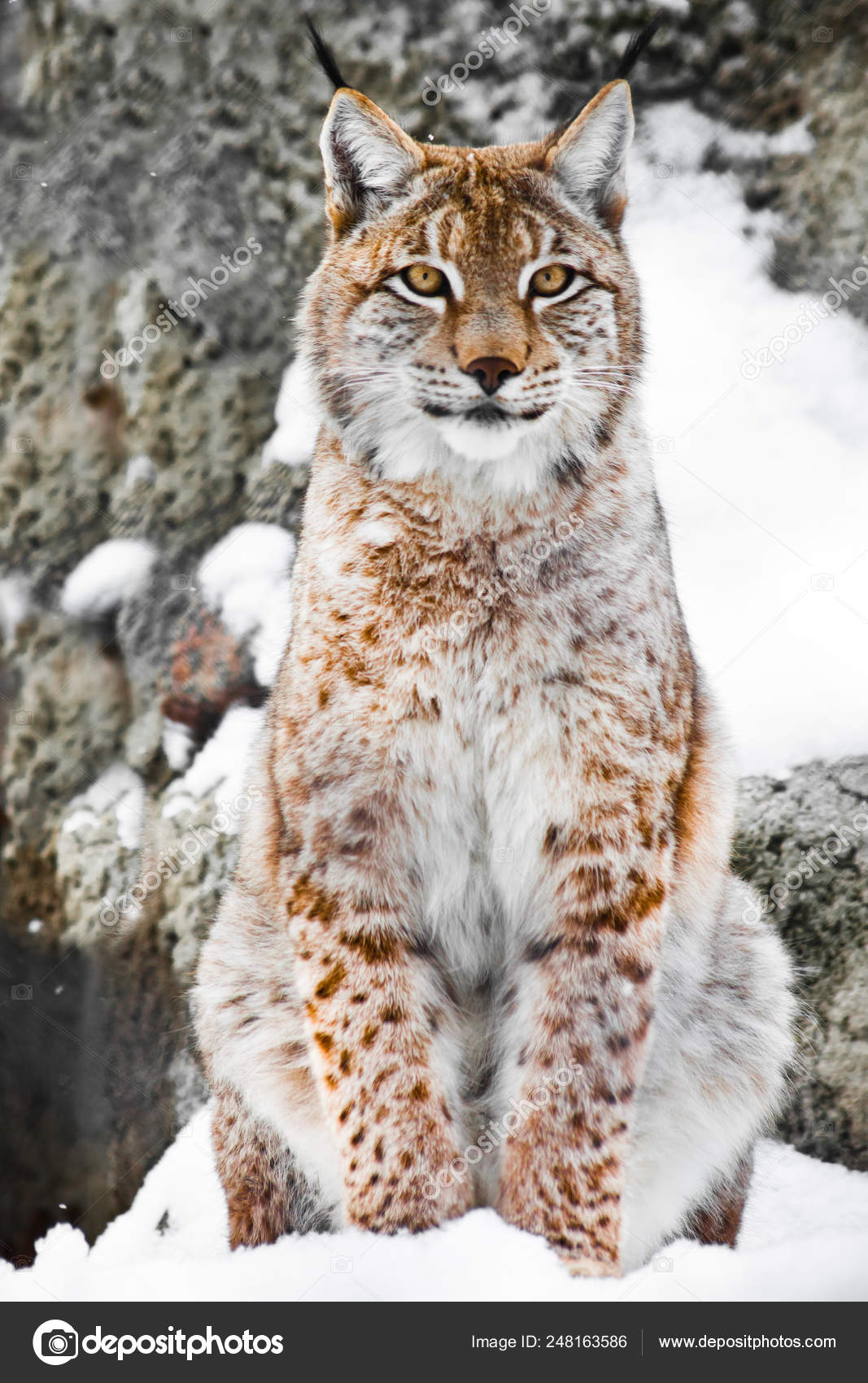一个美丽而强壮的野猫山猫坐直和直——图库图片© semenov80 #248163586, image size:1067x1700