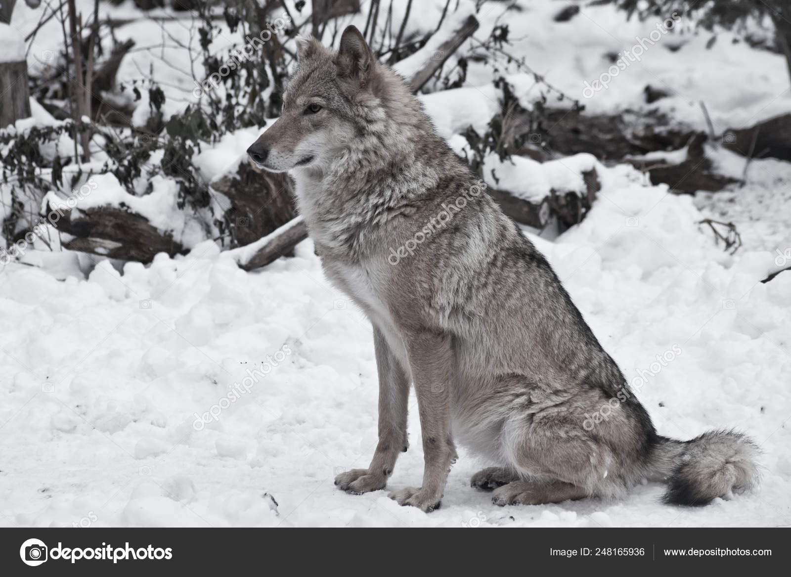 Loup Gris Sur Neige Blanche D Hiver Image Libre De Droit Par Semenov80 C Loup Gris Sur Neige Blanche D Hiver Image Libre De Droit Par Semenov80 C
