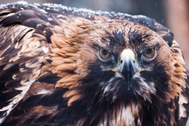 Büyük Gaga yakın çekim ile korkunç kartal