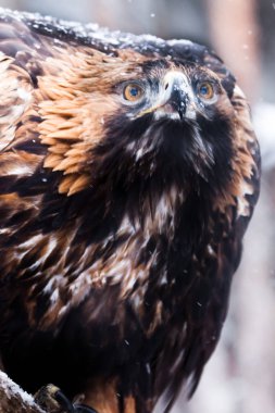 Büyük Gaga yakın çekim ile korkunç kartal