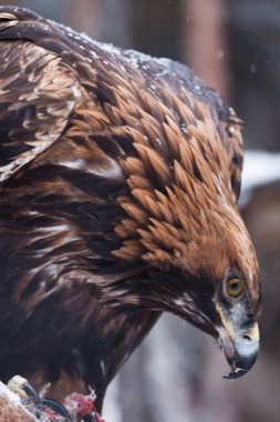 Büyük Gaga yakın çekim ile korkunç kartal