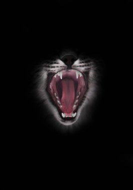 Bir bl yırtıcı kırmızı aç ve hırslı sonuna kadar açık kedinin ağzından