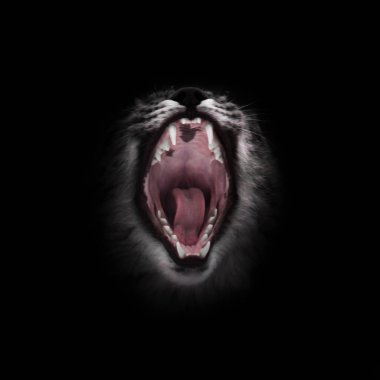 Bir bl yırtıcı kırmızı aç ve hırslı sonuna kadar açık kedinin ağzından