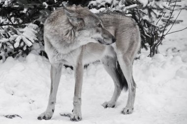 Kış beyaz kar üzerinde gri kurt