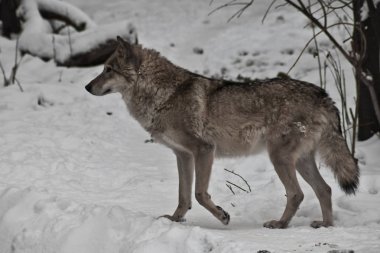 Kış beyaz kar üzerinde gri kurt