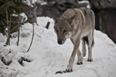 Kış beyaz kar üzerinde gri kurt