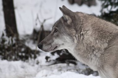 Bir profilde kurt, bir arka plan beyaz sno yakın çekim başkanı
