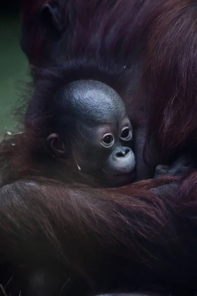 Cute little (klatki piersiowej) dziecko orangutan. — Zdjęcie stockowe