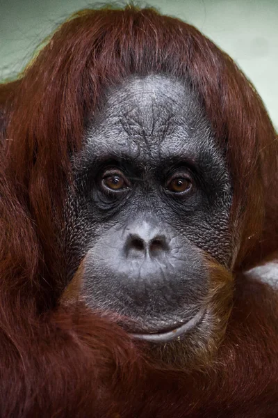 Fleumático rosto triste orangotango — Fotografia de Stock