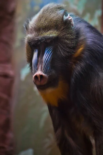 Muzzle monkey madril close up