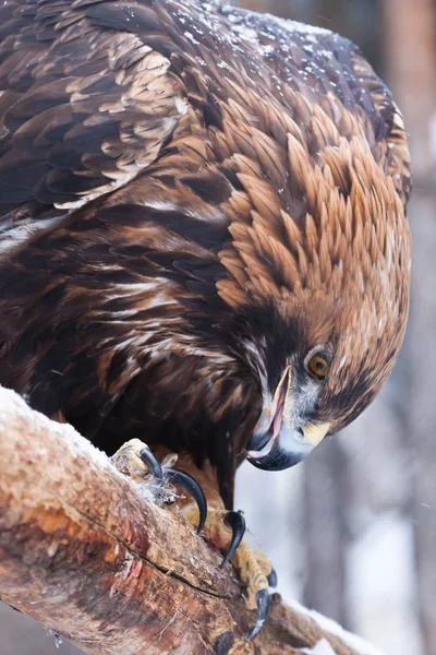 Águila terrible con un gran pico de primer plano — Foto de Stock