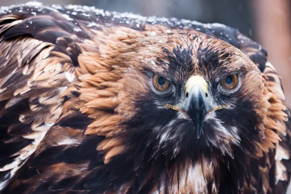 Águila terrible con un gran pico de primer plano —  Fotos de Stock