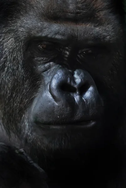 The puzzled face of a brutal male gorilla close-up