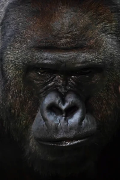The puzzled face of a brutal male gorilla close-up