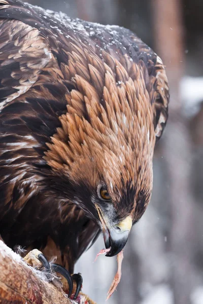 Büyük Gaga yakın çekim ile korkunç kartal