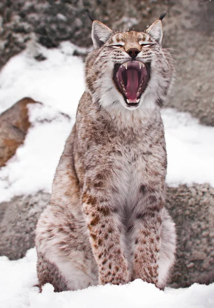 Ein sitzender Luchs öffnet ein weites Maul. — Stockfoto